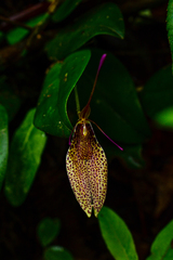 Restrepia guttulata