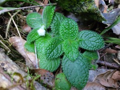 Episcia sphalera