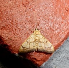 Glycythyma