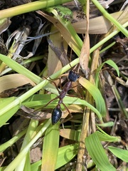 Myrmecia nigriceps