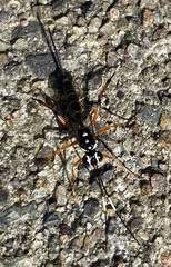 Xanthocryptus novozealandicus
