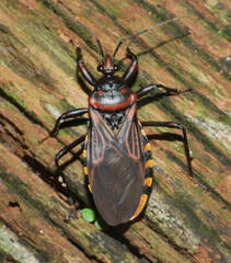 Brontostoma colossus
