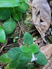 Episcia sphalera