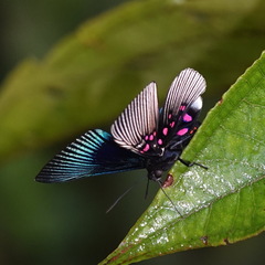 Lyropteryx apollonia