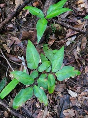 Adiantum adiantoides