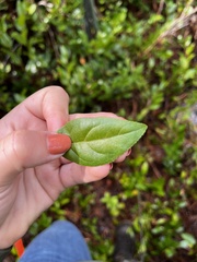 Aronia arbutifolia