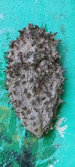Metapolybia