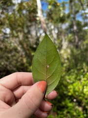 Aronia arbutifolia