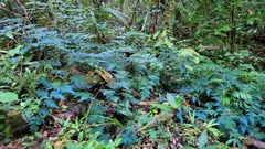 Selaginella willdenowii