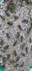 Metapolybia