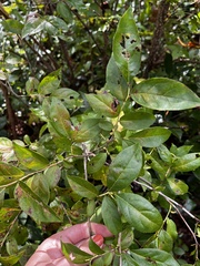 Aronia arbutifolia