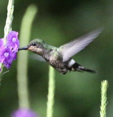 Calliphlox amethystina
