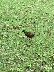 Gallirallus sylvestris