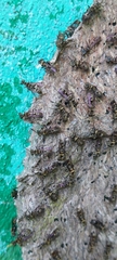 Metapolybia