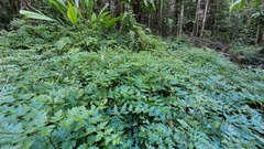 Selaginella willdenowii