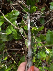 Aronia arbutifolia