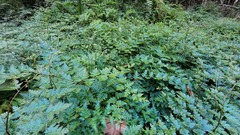 Selaginella willdenowii