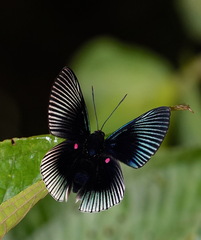 Lyropteryx apollonia