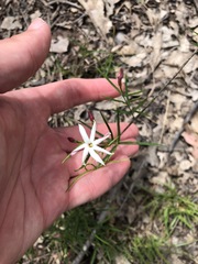 Jasminum simplicifolium