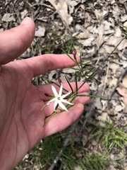 Jasminum simplicifolium