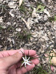 Jasminum simplicifolium