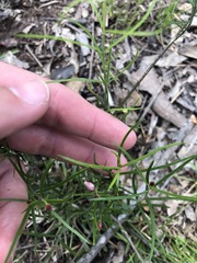 Jasminum simplicifolium