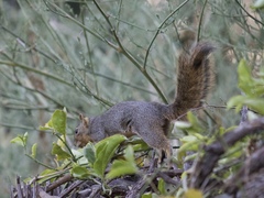 Sciurus niger