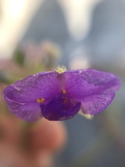 Tradescantieae