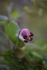 Clematis pitcheri