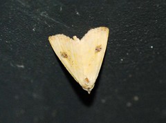 Rivula sericealis