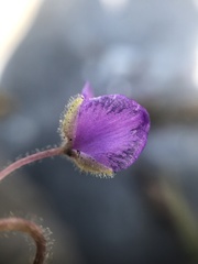 Tradescantieae