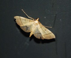 Bradina geminalis