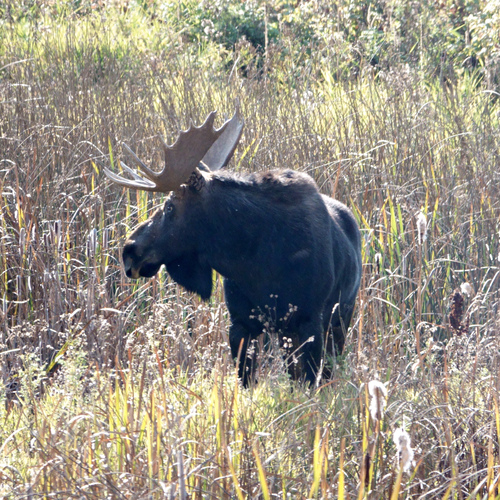 Moose photographed in Washington