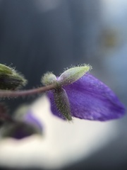 Tradescantieae