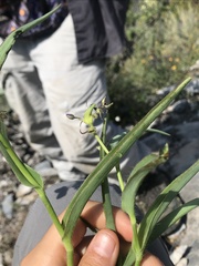 Tradescantieae