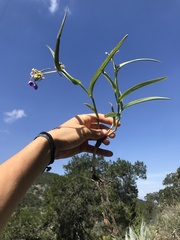 Tradescantieae
