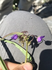 Tradescantieae