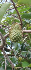 Annona muricata