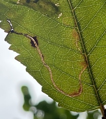 Lyonetia clerkella