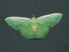 Chlorissa anadema