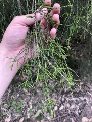 Melaleuca irbyana