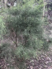 Melaleuca irbyana
