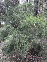Melaleuca irbyana