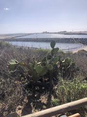 Opuntia oricola