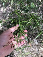 Jasminum simplicifolium