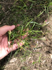 Jasminum simplicifolium