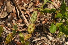 Opuntia drummondii