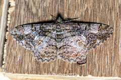 Alcis admissaria