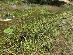 Philydrum lanuginosum