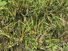 Philydrum lanuginosum